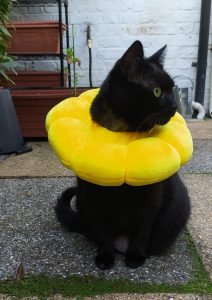 Bird watching in the garden