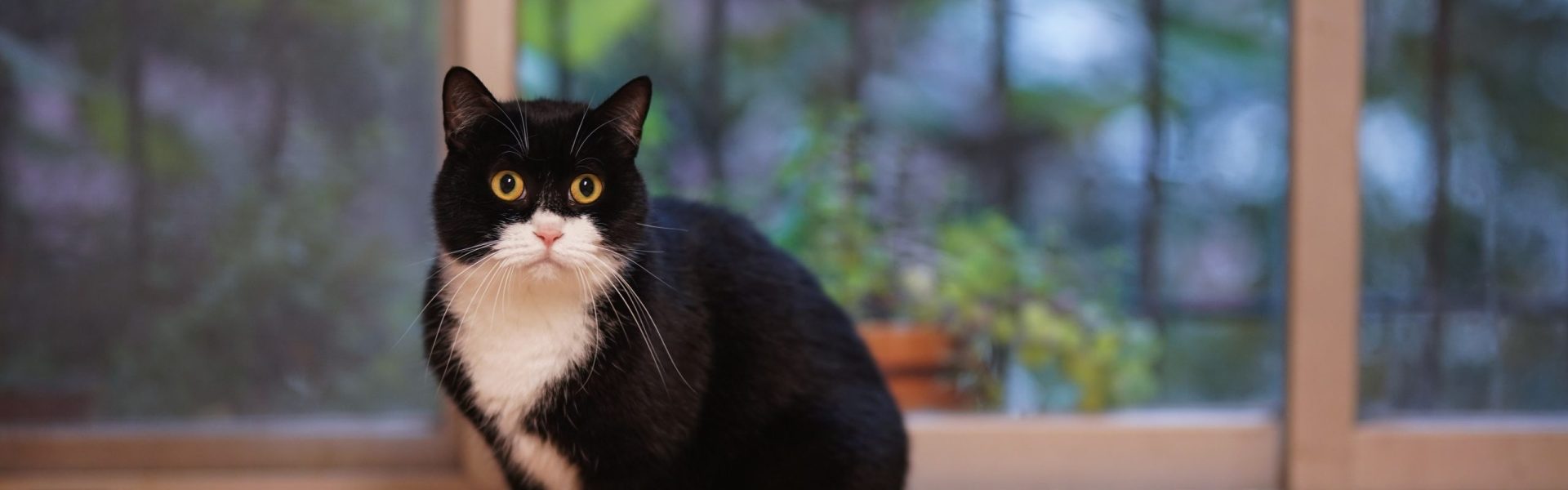 Experience Premium Cat Care