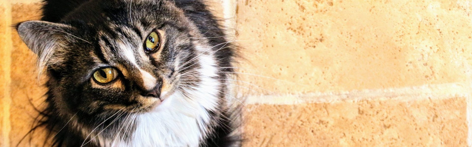 Professional cat-sitting, medical assistance, and more.