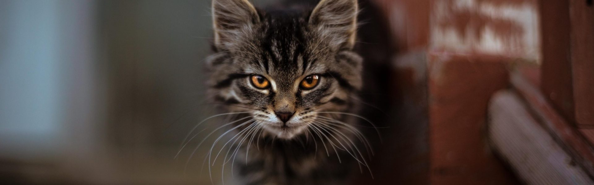 Trustworthy Cat Services - Happy Cats Guaranteed